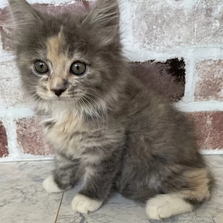 ID：2410-01619の子猫