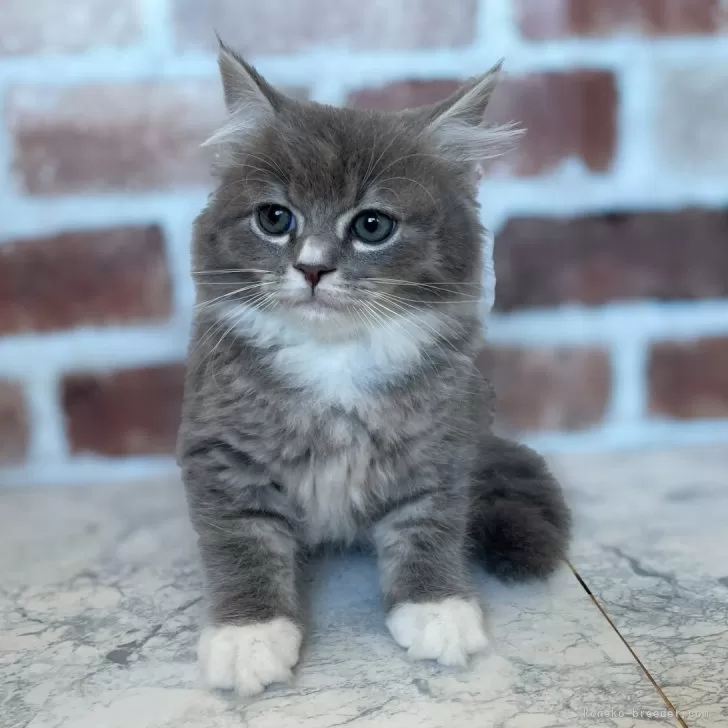 Y.S 様のお迎えした子猫
