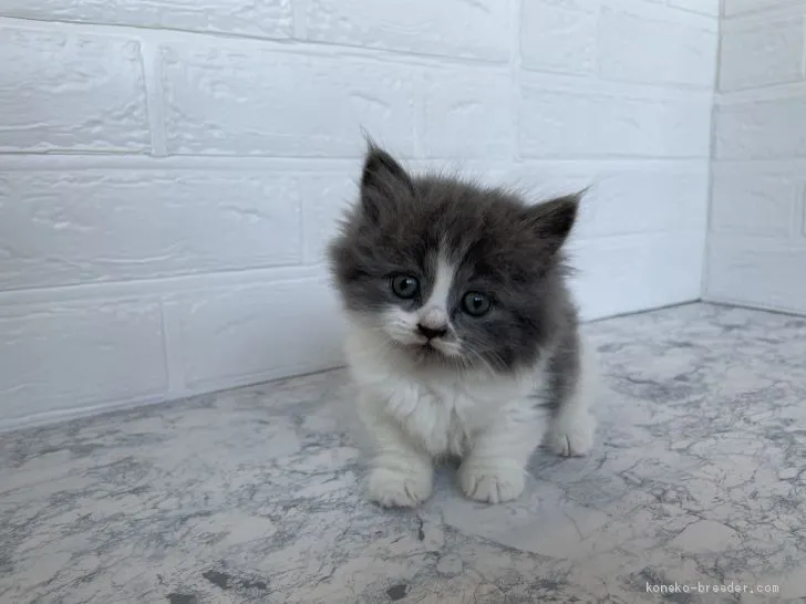 ID：2102-01211の子猫