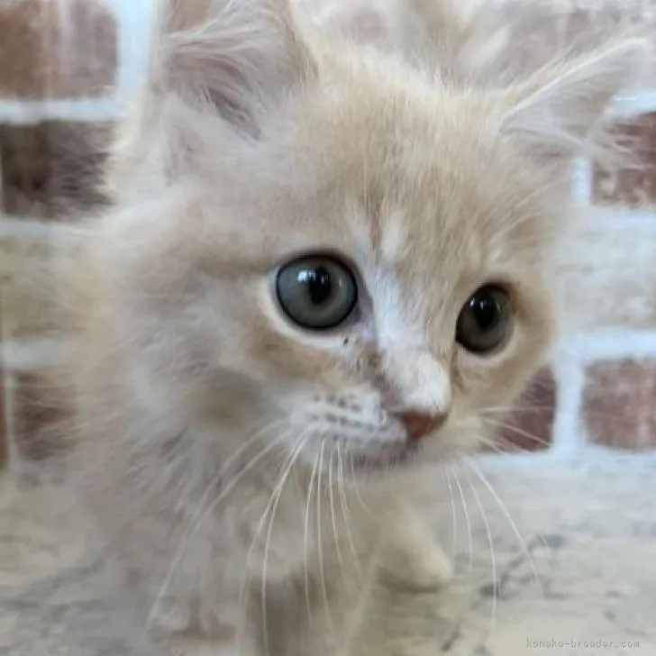 mo 様のお迎えした子猫