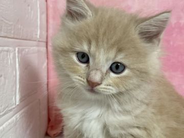 マンチカン(長足)【埼玉県・男の子・2021年9月15日・クリームタビー（セミロング）】の写真「並足 セミロング　両親遺伝子検査クリア」