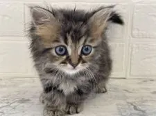 ミヌエット【埼玉県・女の子・2020年12月31日・ブラウンタビー&ホワイト】の写真1