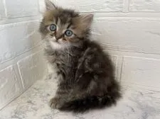 ミヌエット【埼玉県・女の子・2020年12月31日・ブラウンタビー&ホワイト】の写真2