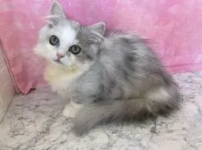 ミヌエット【埼玉県・男の子・2021年7月28日・シルバータビー&ホワイト】の写真3「撮影日　2021年11月5日」