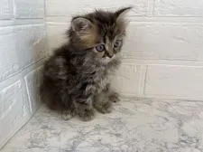 ミヌエット【埼玉県・女の子・2020年12月31日・ブラウンタビー&ホワイト】の写真3