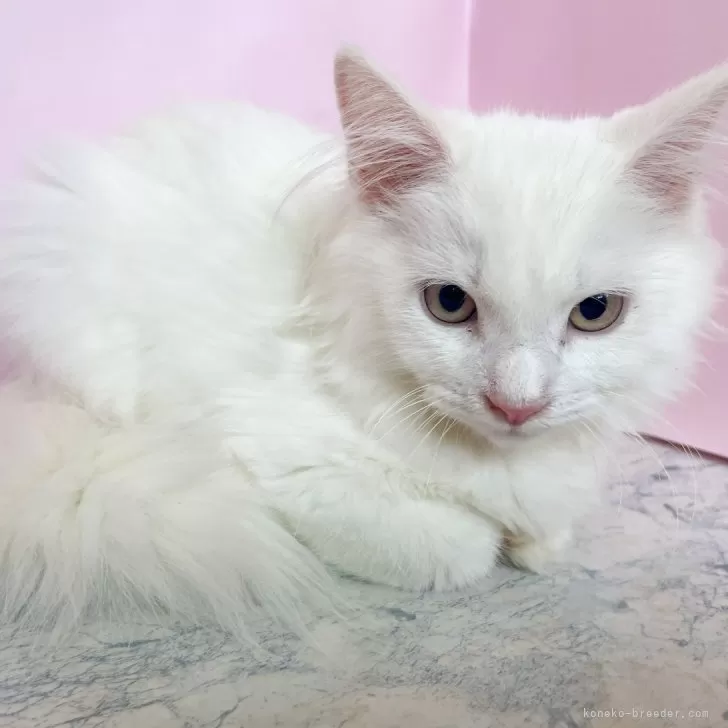 マンチカン(長足)【埼玉県・男の子・2025年4月2日・ホワイト】の写真1