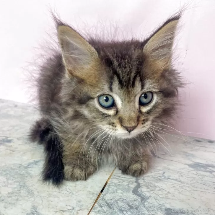 マンチカンかわいい 様のお迎えした子猫