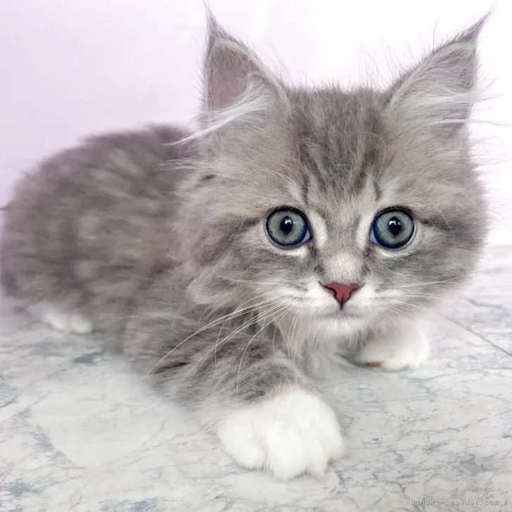 ID：2509-00013の子猫