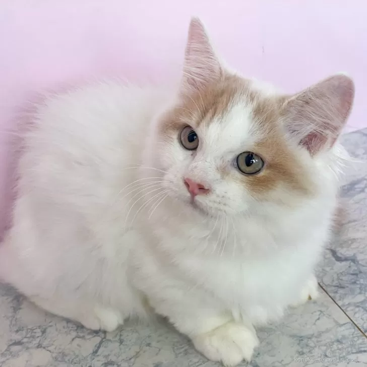 ジューンブライドスタイ(ホワイト③)わんちゃん猫ちゃん用 ジューンブライド (ホワイト③)わんちゃん猫ちゃん用襟つき首輪