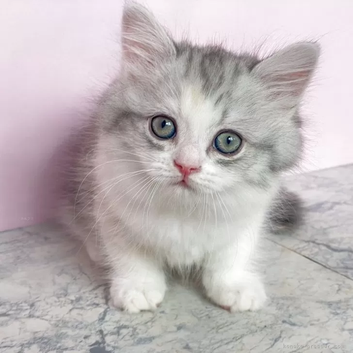 ID：2505-01922の子猫