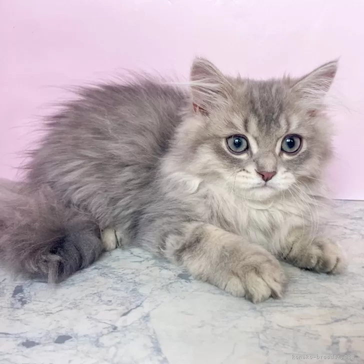 ペルシャ(チンチラ)【埼玉県・男の子・2025年7月16日・ブルーチンチラゴールデン】の写真1