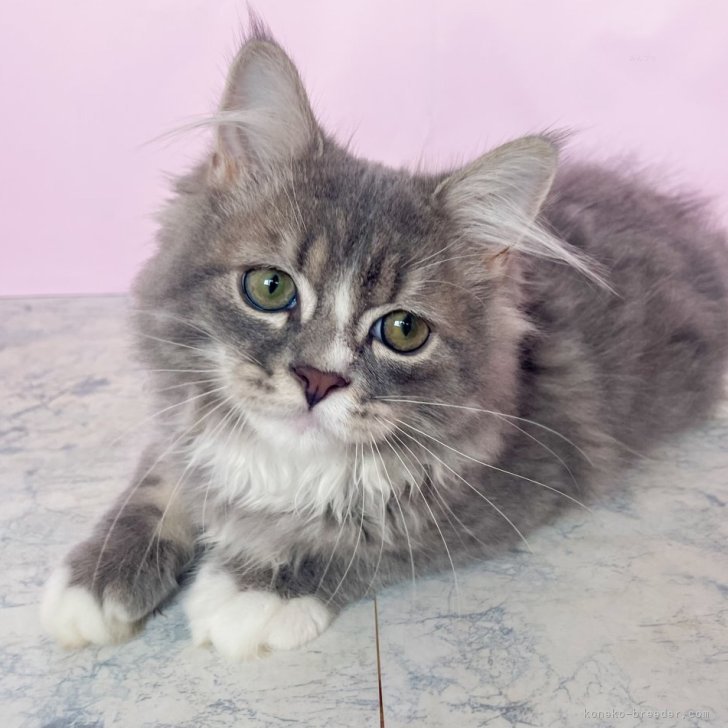 ブリーダー画像