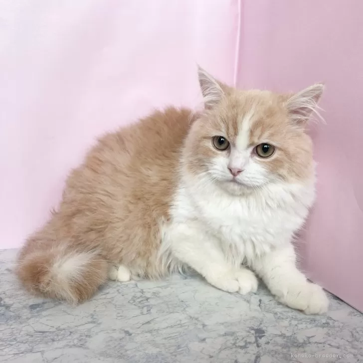 ID：2504-02703の子猫