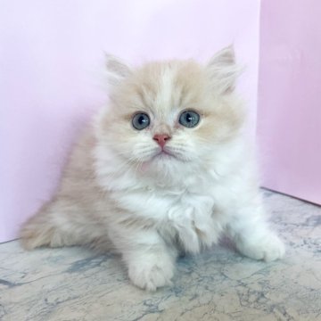 ミヌエット(短足)【埼玉県・男の子・2025年9月4日・クリーム&ホワイト（セミロング）】の写真「モコモコの可愛い男の子」