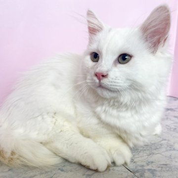 マンチカン(短足)【埼玉県・男の子・2025年4月2日・ホワイト（セミロング）】の写真「好奇心旺盛の短足男の子」