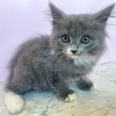 マンチカン(長足)