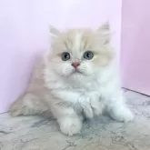 ミヌエット(短足)