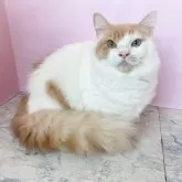 マンチカン(短足)