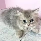 ペルシャ