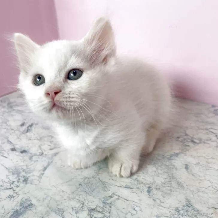 ※猫m※　　　　　　　　　　　　　　　【激レア 美品】コーチメトロポリタン マンチカン(短足)【埼玉県・男の子・2025年4月2日・ホワイト