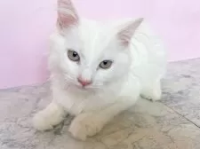 マンチカン(長足)【埼玉県・男の子・2025年4月2日・ホワイト】の写真2