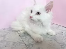 マンチカン(長足)【埼玉県・男の子・2025年4月2日・ホワイト】の写真2