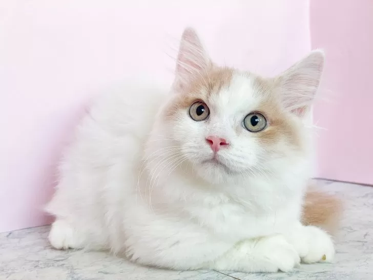 どびんちゃんページ　猫計9体 マンチカン(短足)【埼玉県・男の子・2025年6月15日・クリーム
