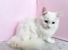 マンチカン(長足)【埼玉県・男の子・2025年4月2日・ホワイト】の写真3