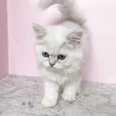 ペルシャ【埼玉県・男の子・2025年2月5日・チンチラシルバー】の写真4