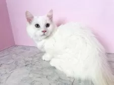 マンチカン(短足)【埼玉県・男の子・2025年4月2日・ホワイト】の写真4