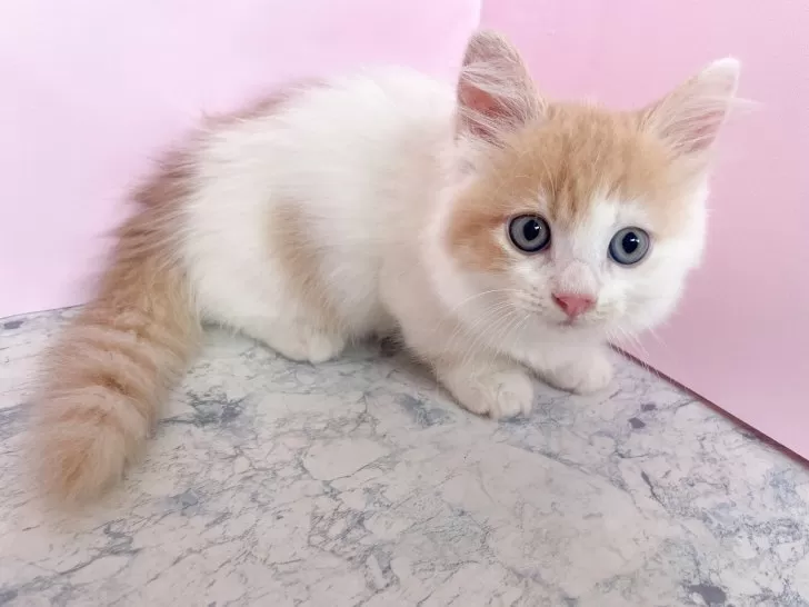 どびんちゃんページ　猫計9体 Amazon.co.jp: GUUSII ねこベッド 猫ベッド 折り畳み式猫ベッド