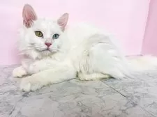 マンチカン(長足)【埼玉県・男の子・2024年9月8日・ホワイト】の写真4