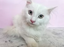 マンチカン(長足)【埼玉県・男の子・2025年4月2日・ホワイト】の写真5