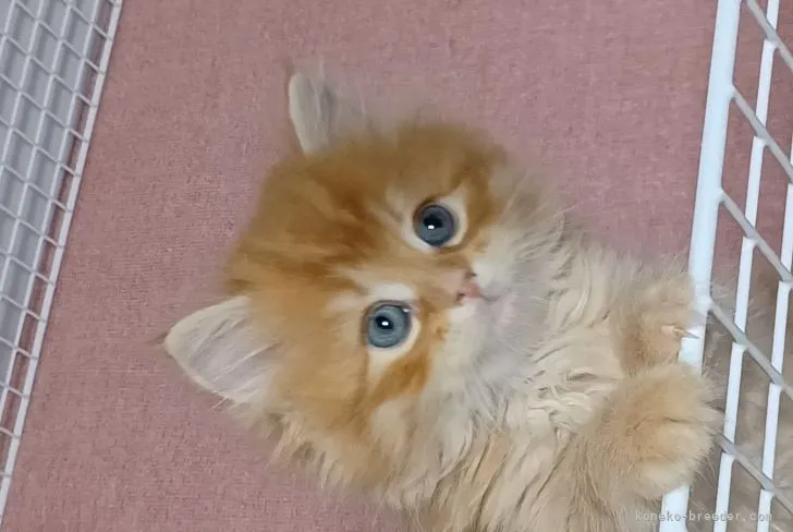 ID:2107-00918の子猫