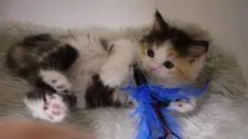ID:1911-01474の子猫