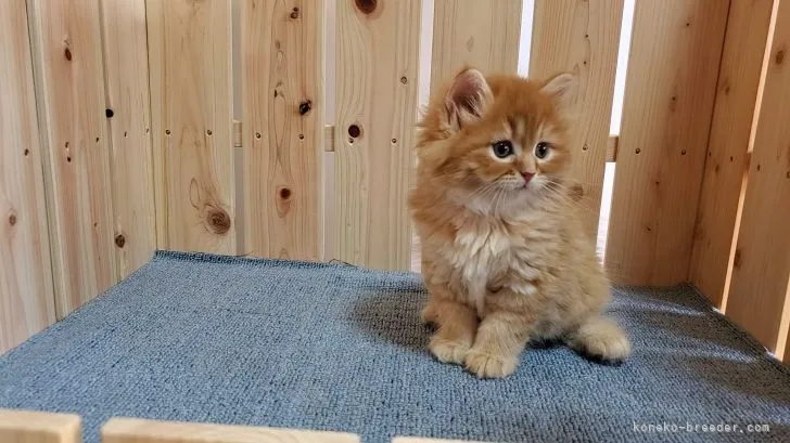ID:2110-00580の子猫
