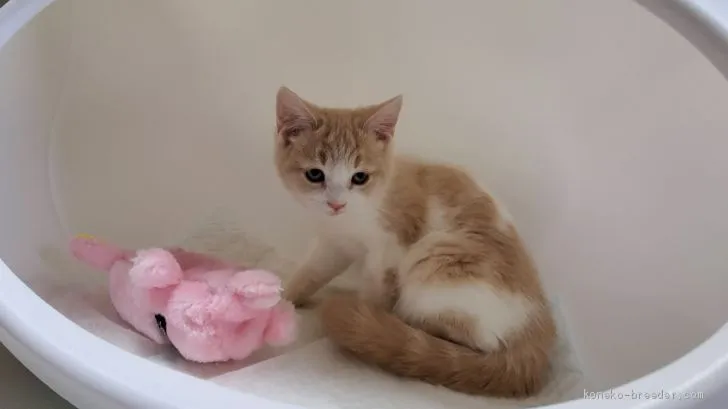 ID：2011-02132の子猫