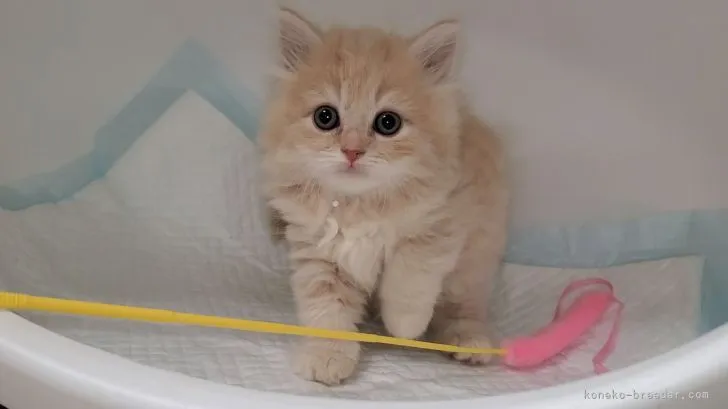 ID:2104-00548の子猫