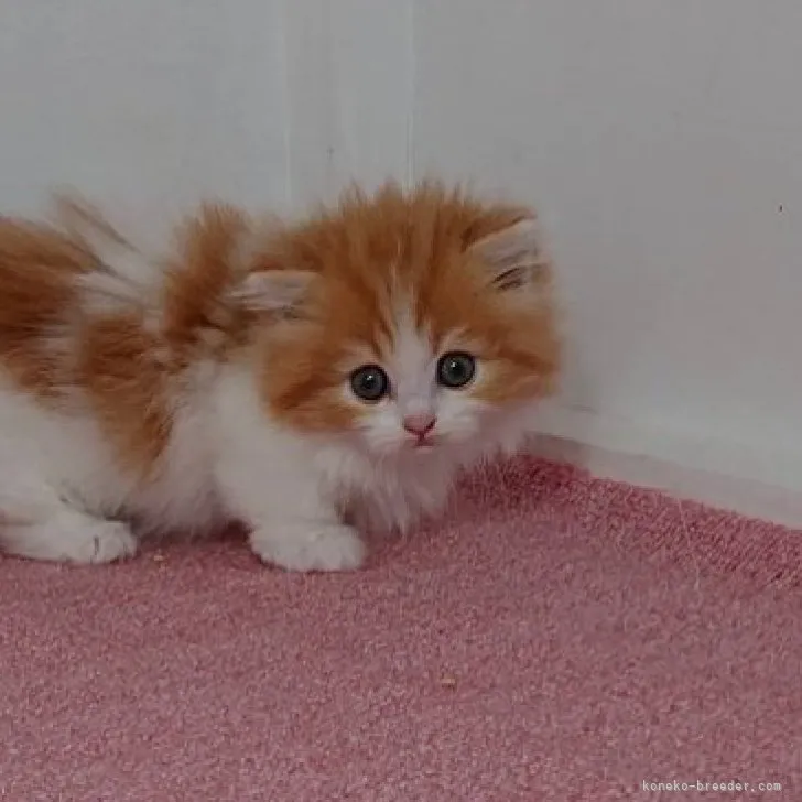ID:2306-01732の子猫