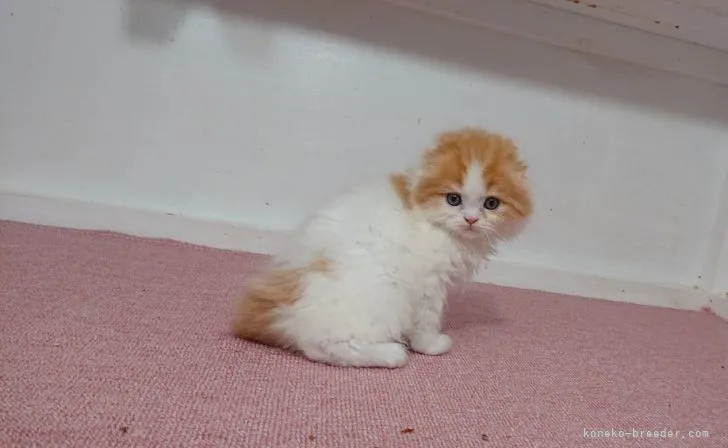 ID:2205-02301の子猫