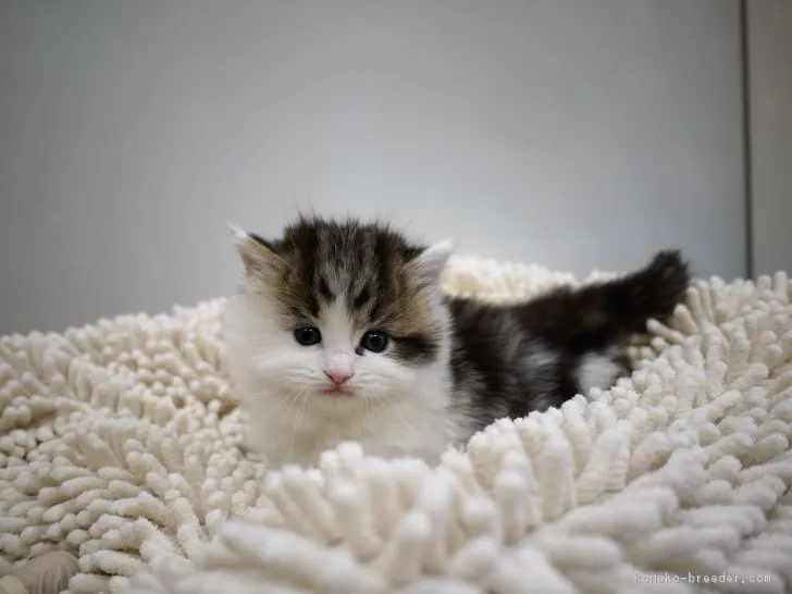 ID:1901-01407の子猫