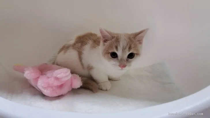 ID：2011-02124の子猫