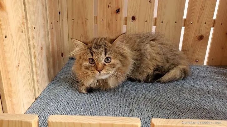 ID:2111-01521の子猫