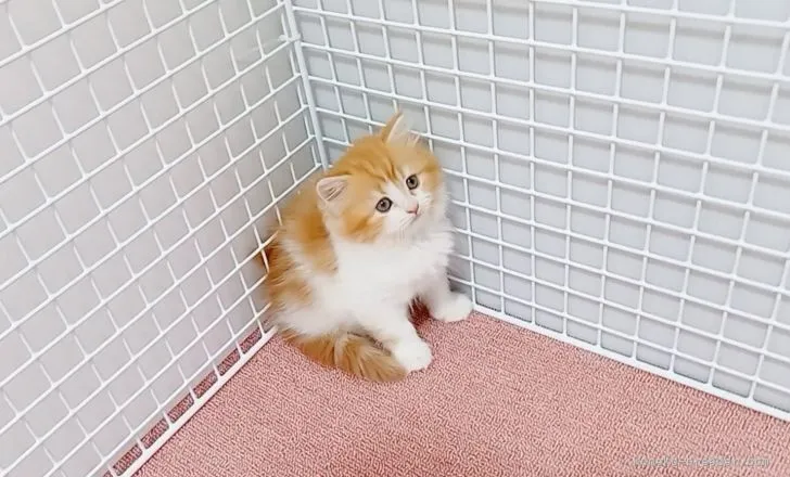 ID：2105-02158の子猫