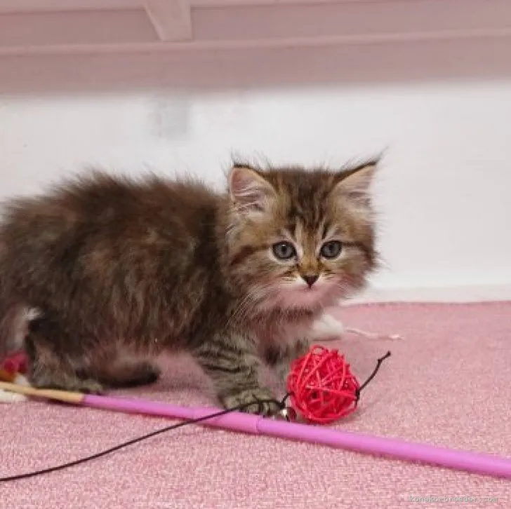 ID：2306-02015の子猫
