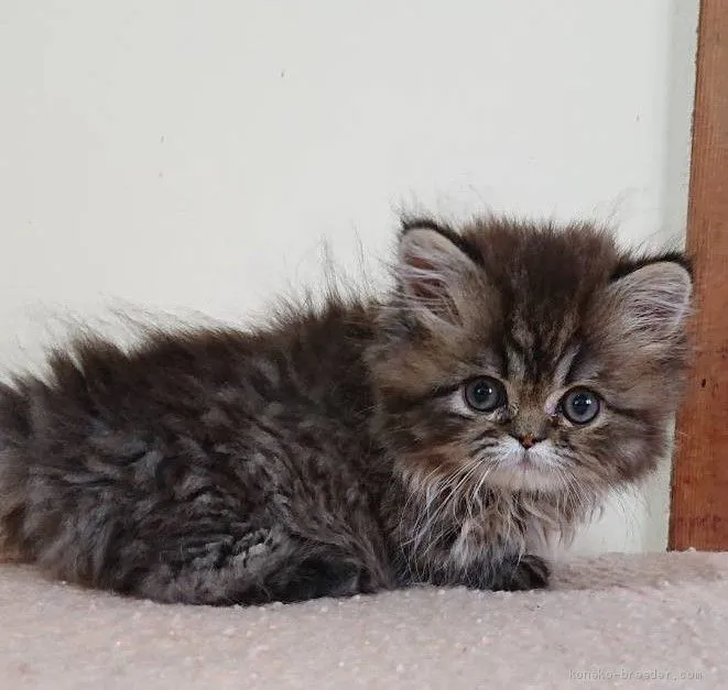 ID：2102-00673の子猫