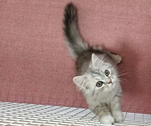 ID：2112-01274の子猫