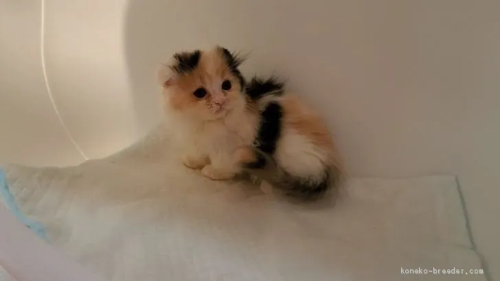 ID:2012-00783の子猫