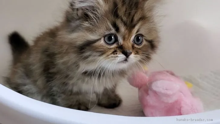 ID:2007-01376の子猫