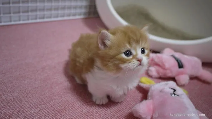 ID:2002-01378の子猫